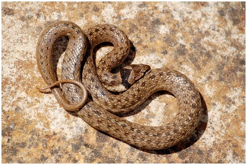 Виды змей в Испании