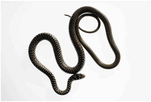 Виды змей в Испании