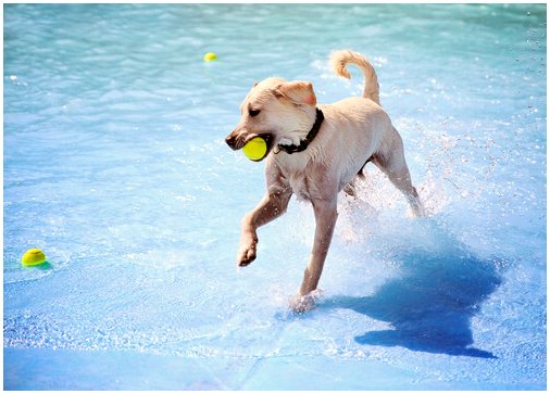 Узнайте, в каких бассейнах Испании можно купаться со своей собакой.