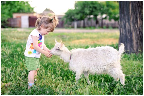 Знаете ли вы, что есть люди, у которых в качестве домашних животных есть козы?