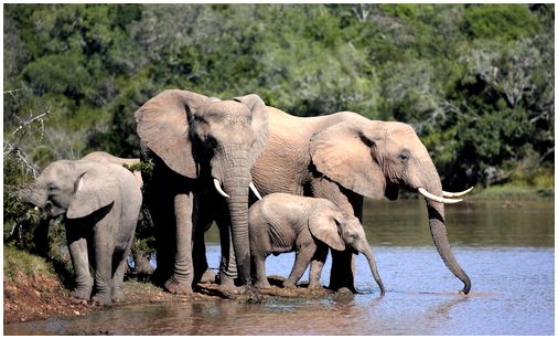 Слон: характеристики, поведение и среда обитания