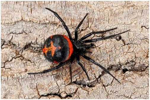 5 самых ядовитых пауков