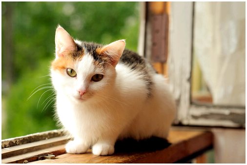Аллергия на кошек: причины, симптомы и профилактика