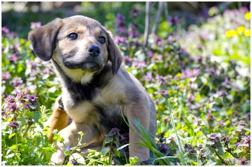 Демодексия собак: причины, симптомы и лечение