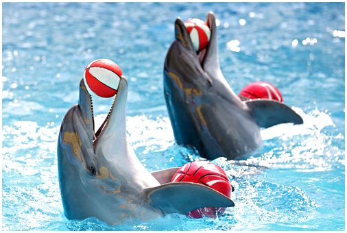 Дельфинарии, свобода или тюрьма?
