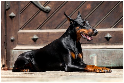 Мы расскажем вам о 25 породах собак, которые лучше всего защищают ваш дом!