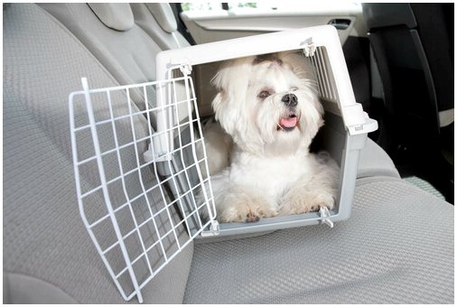 Путешествие с ремнем безопасности для собак
