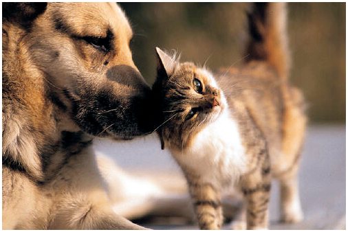 Как улучшить отношения кошек и собак