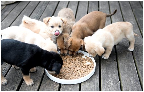 Как кормить маленькую собаку?