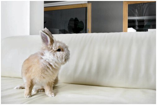 Кролик как домашнее животное: что нужно знать