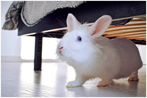 Кролики в домашних условиях: советы по гигиене