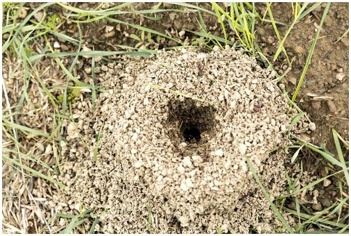 Насекомые как домашние животные: муравейник в домашних условиях