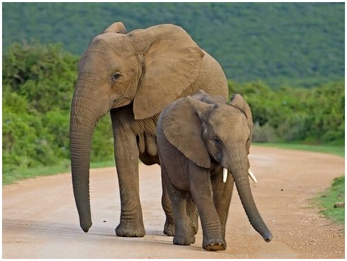 Почему слонов без бивней становится все больше?