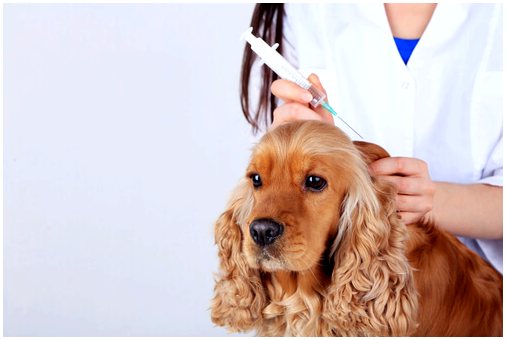 Профилактическая медицина для домашних животных