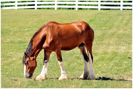 Клайдсдейлская лошадь, самая известная британская лошадь