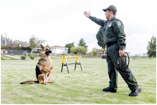 Какие качества у полицейских собак?