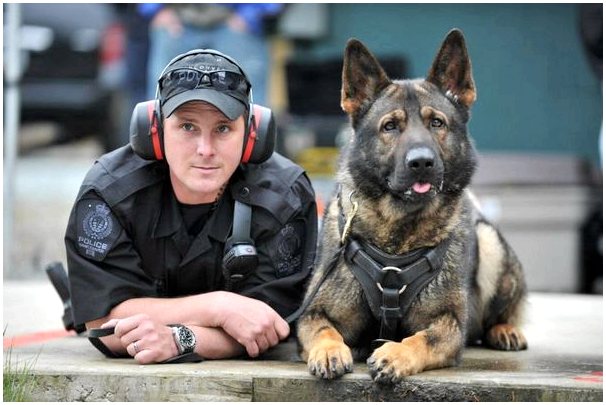 Полицейская собака уходит на пенсию