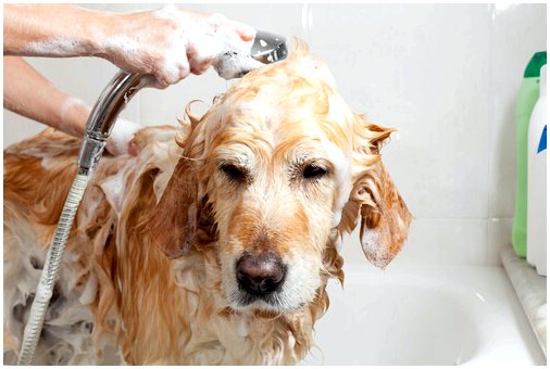 Можете ли вы избежать запаха мокрой собаки?
