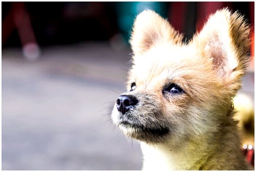 Стерилизация собаки: достоинства и недостатки