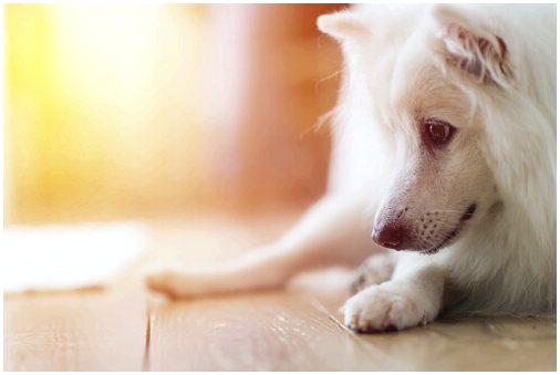 Стерилизация собаки: достоинства и недостатки