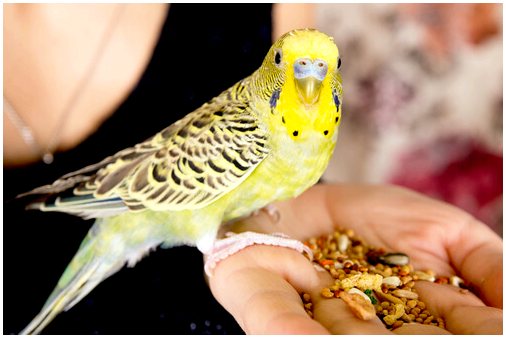 Семена для домашних птиц: виды и рекомендации
