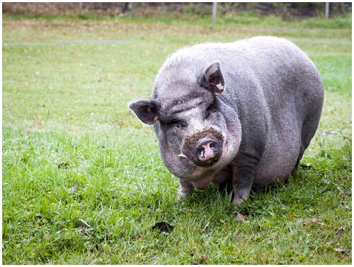 Здоровое выращивание свиньи