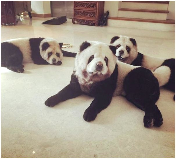 Все о собаках пандах