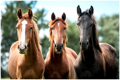 Есть ли у лошадей способность думать?