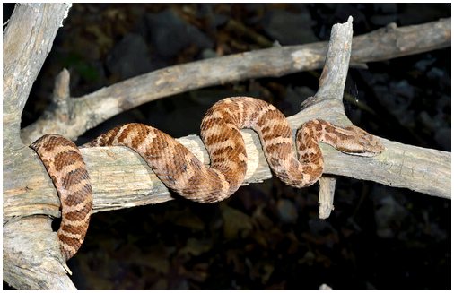 4 удивительных любопытства о змеях