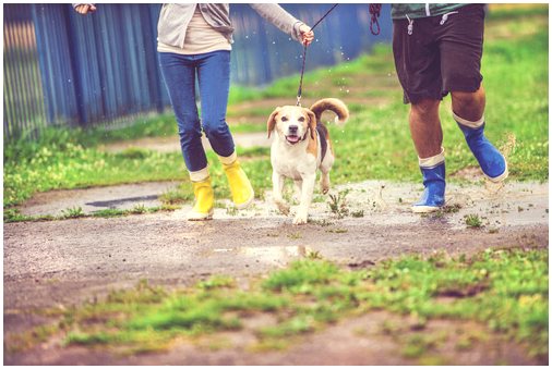 Знаете ли вы, что звук дождя влияет на собаку?