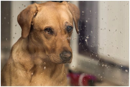 Знаете ли вы, что звук дождя влияет на собаку?