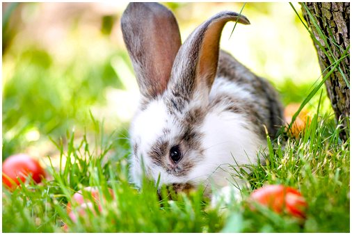10 любопытных фактов о наших друзьях кроликах