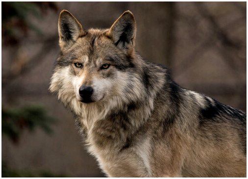 Эволюционное расхождение собак и волков