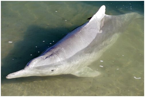 5 речных дельфинов
