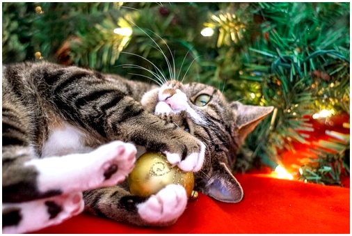 5 советов по уходу за домашними животными на Рождество