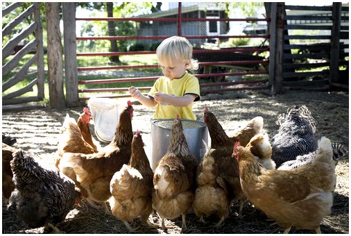 7 основных советов по выращиванию цыплят