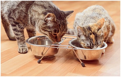 Что такое пищевая аллергия у кошек?