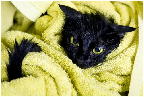 Черные кошки и невезение