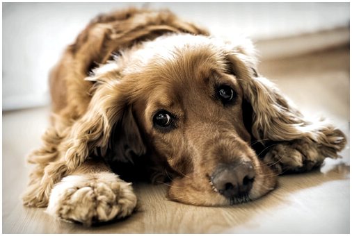 Знайте психологические заболевания, от которых может страдать ваша собака