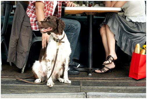 История собаки-поводыря, ухаживающей за слепым немецким догом