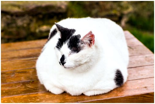 Как помочь кошке похудеть?