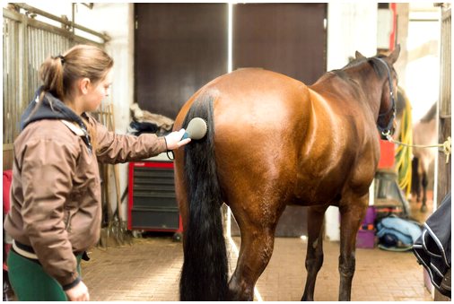 Шерсть вашей лошади: расчесывание и кормление