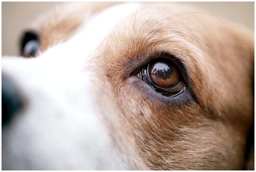 Конъюнктивит собак: симптомы, профилактика и лечение