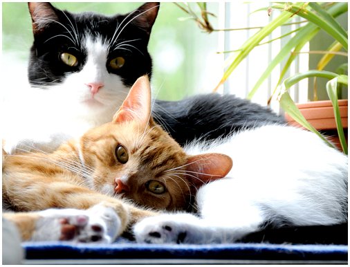 Кошки и боевой инстинкт: почему они дерутся?