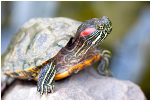 Как узнать возраст черепахи?