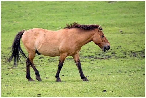 Лошадь Пржевальского, последняя дикая лошадь