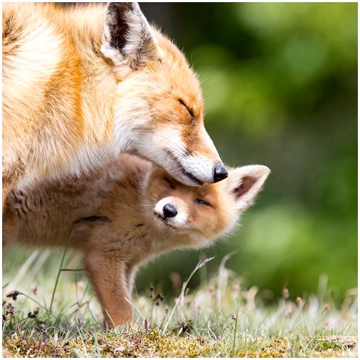 Одомашненные лисы Невероятно!