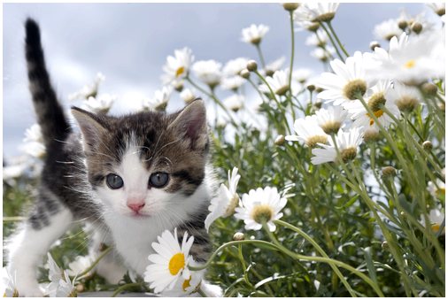 Кошки и ядовитые растения… Осторожно!
