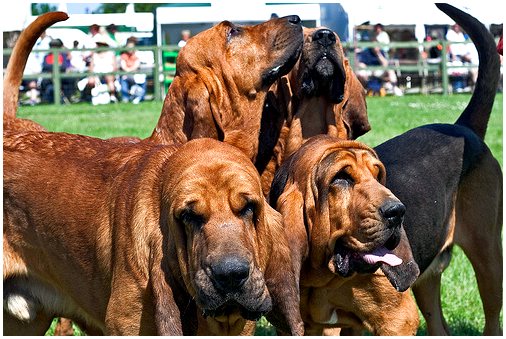 4 очаровательные породы собак с морщинами