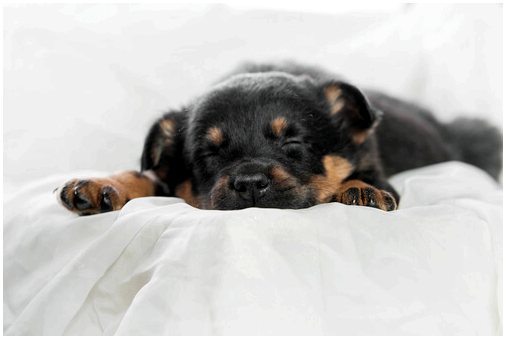 Все, что вам нужно знать о сне вашей собаки